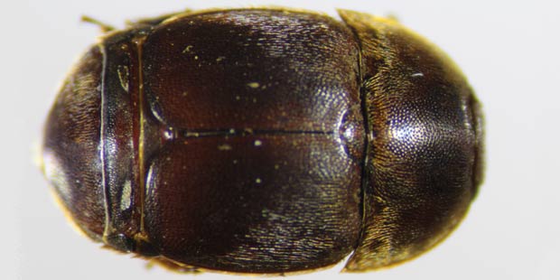 Aethina tumida adulte