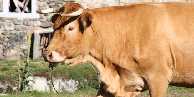 Agriculture et élevage de bovins