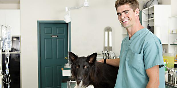 Vétérinaire souriant soignant un chien