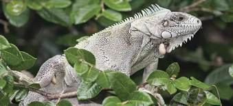 Iguane