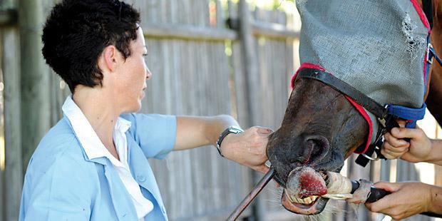 Une femme vétérinaire soignant un cheval