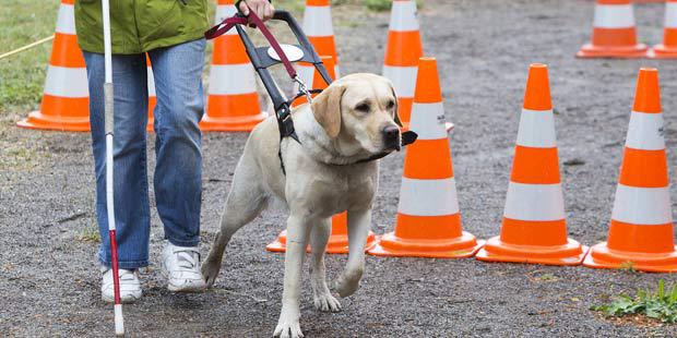 Equipe maître chien guide