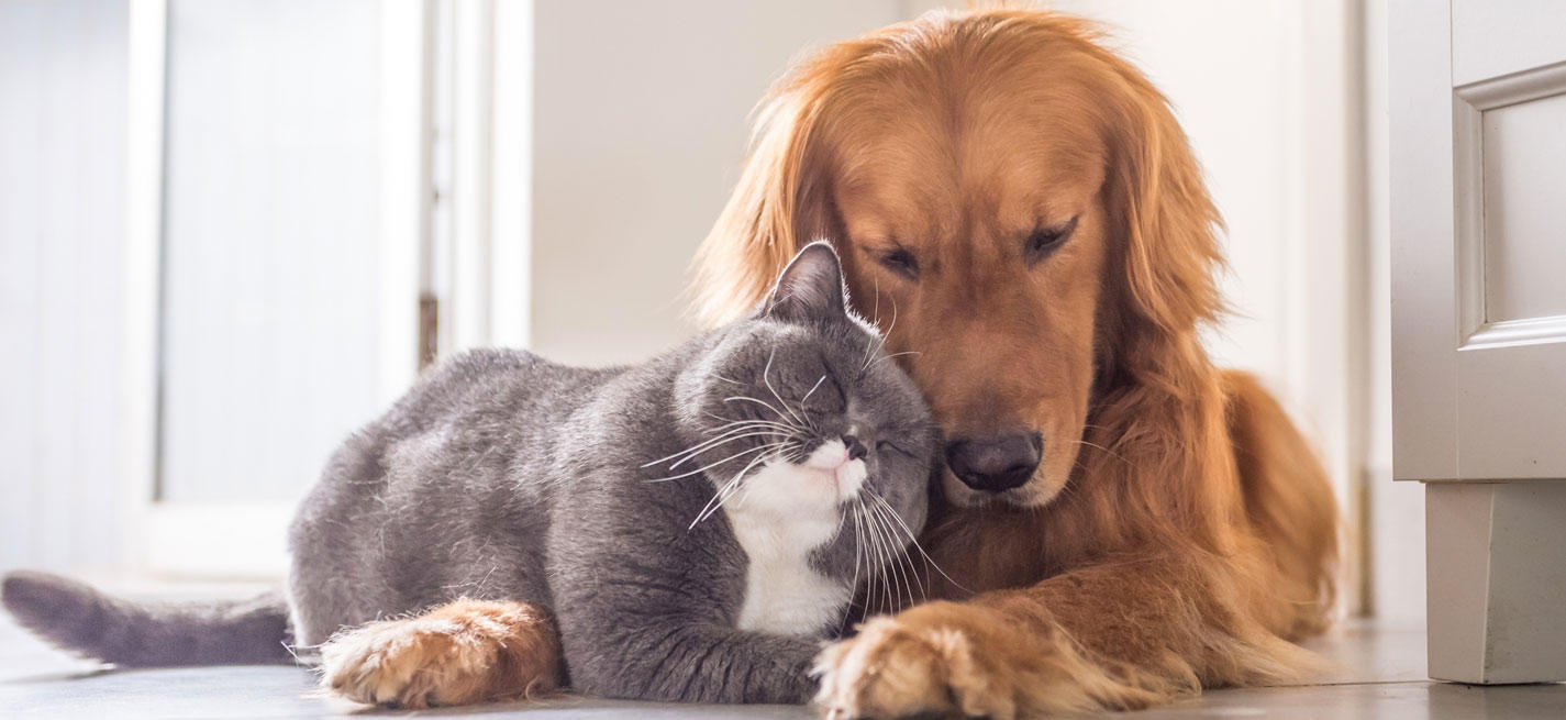 Animaux de compagnie