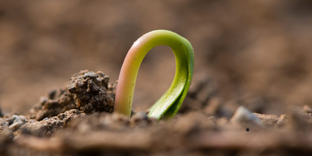 germination de graine d'érable