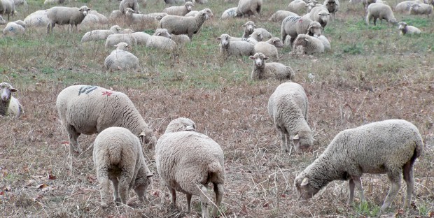 troupeau de moutons 