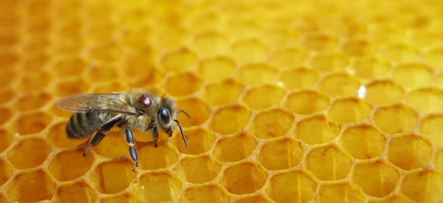 abeilles avec Varroa destructor