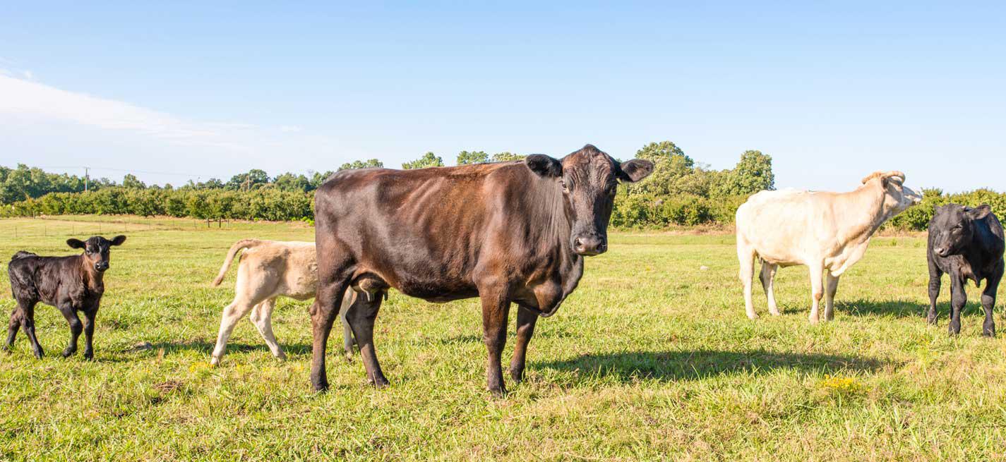 Vaches au pré