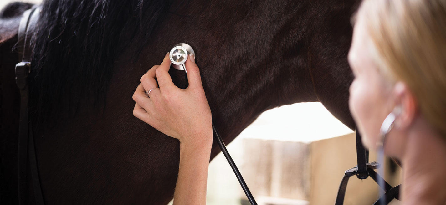 Auscultation d'un cheval