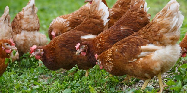 des poules dans un pré