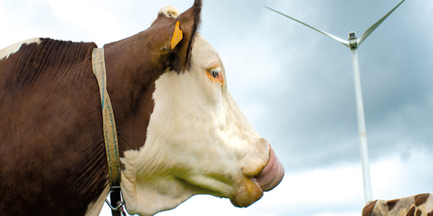 Une vache dans un champ près d'une éolienne