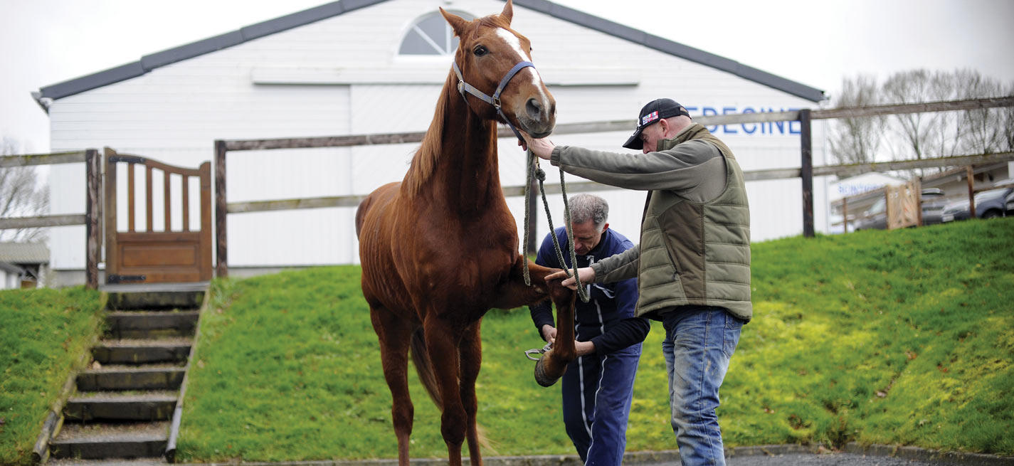 Vente de chevaux : réflexion juridique