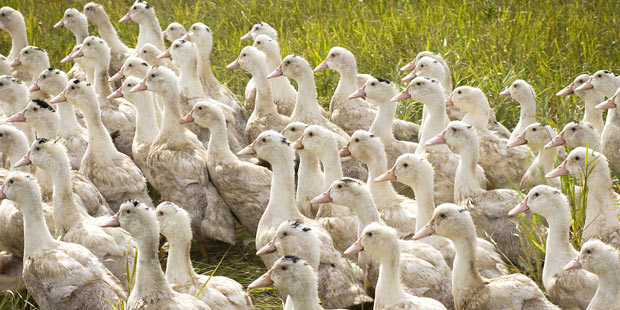 Des canards en plein air