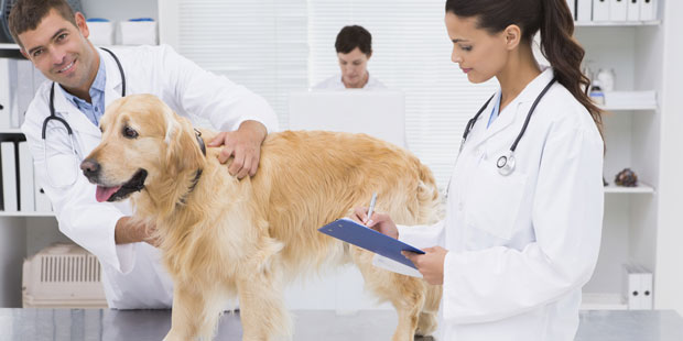 Auscultation d'un chien