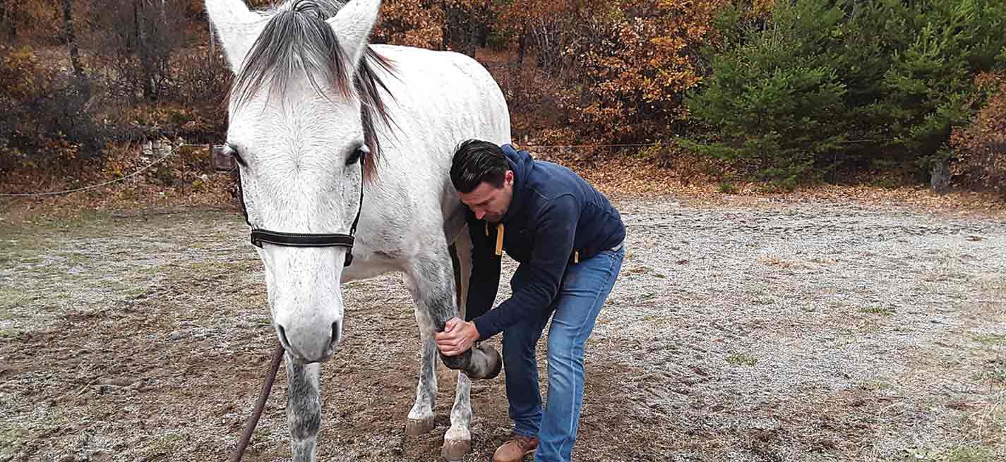 Un ostéopathe vétérinaire intervenant sur un cheval