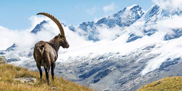 Bouquetin des Alpes