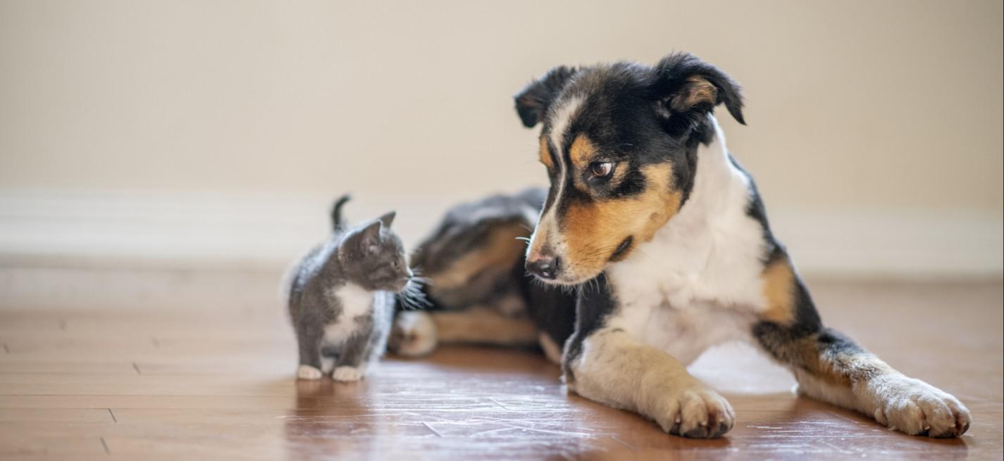 chaton et chien