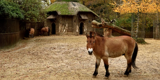 chevaux de Przewalski