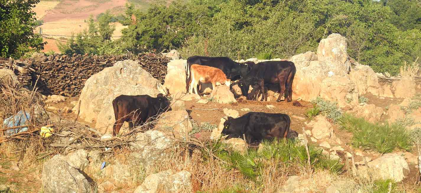 vache maroc