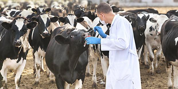 Veterinaire qui soigne des vaches