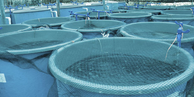 aquaculture