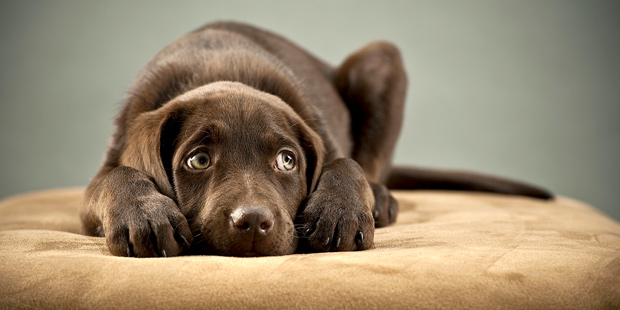 Un labrador chocolat triste