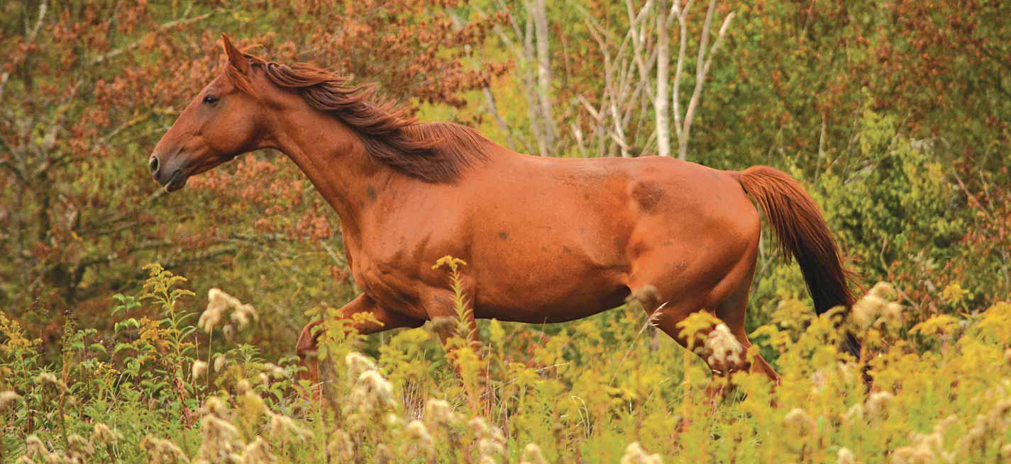 Un cheval âgé