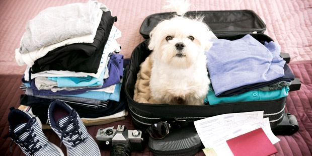 Chien dans une valise