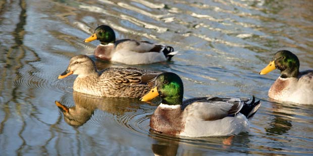 Des canards sauvages sur une pièce d'eau