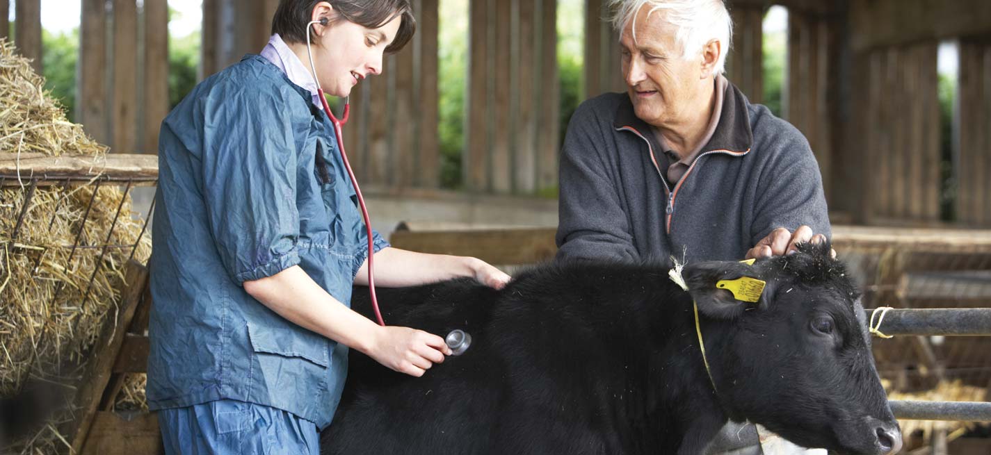 Une vétérinaire qui soigne une vache avec l’éleveur