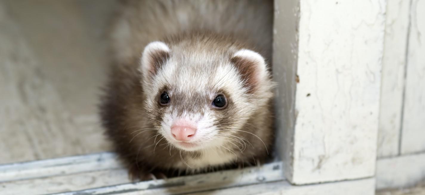 furet