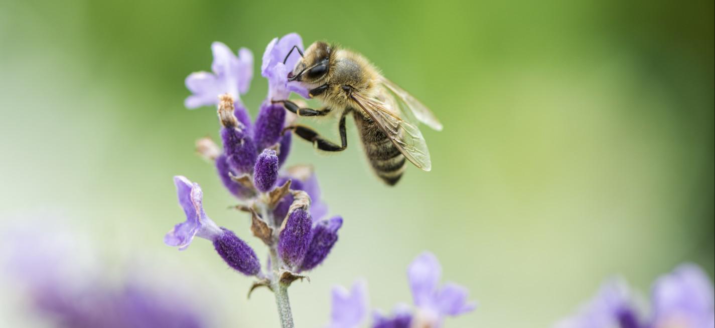 abeilles lavande