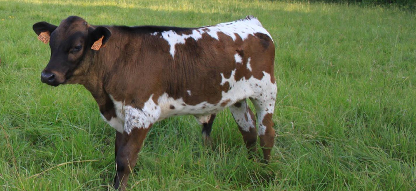 Vache bordelaise