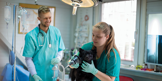 Une jeune vétérinaire auscultant un chien