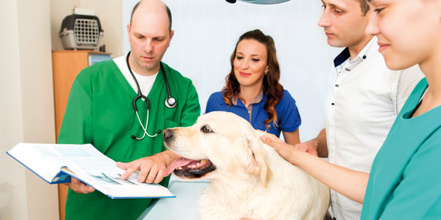 Equipe dans une TPE vétérinaire