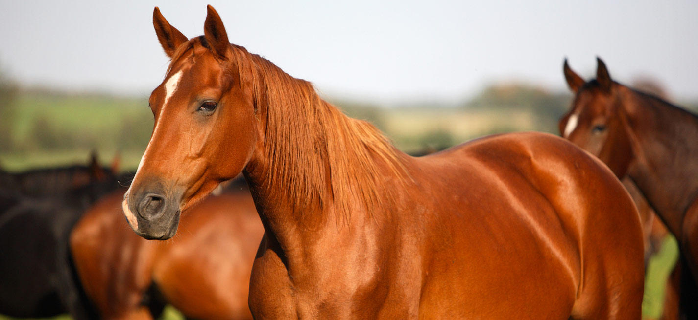 Chevaux