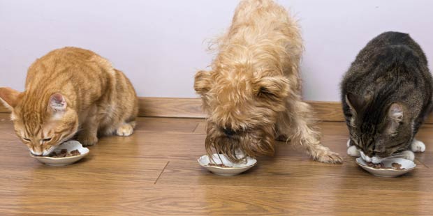 Alimentation du chien et du chat