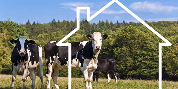 silhouette de maison sur un troupeau de vaches