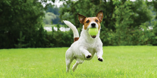 Un chien hyperactif avec une balle
