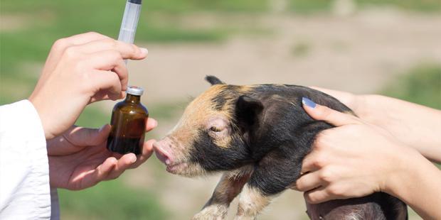 Vaccin d'un porcelet