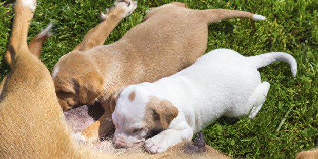 L'herpesvirose canine entraine des troubles de la reproduction et des mortalités néonatales.