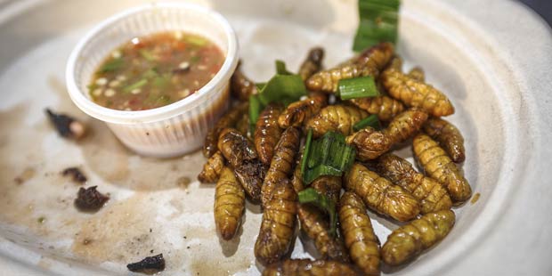 Insectes sur une assiette