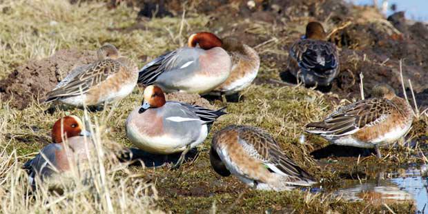 Canards siffleurs