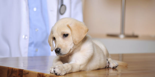 première consultation vétérinaire d'un chiot