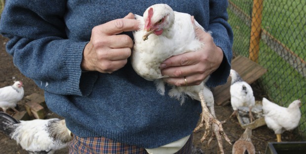 poules