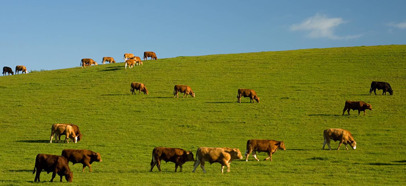 vaches israel