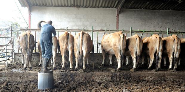 Eleveur avec ses vaches