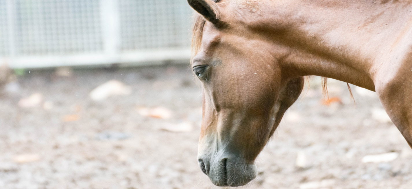 Cheval malade