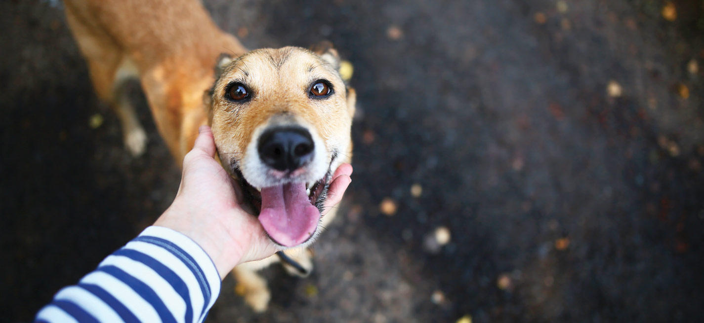 Un chien avec son maître