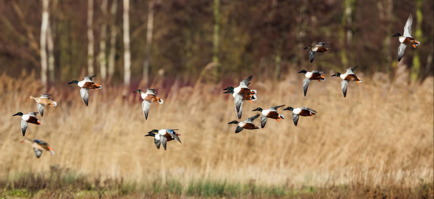 canards sauvages