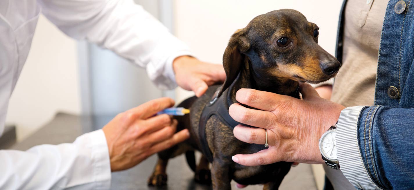 Un chien se faisant vacciner